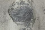 Aciculolenus, Wujiajiania & Labiostria Trilobites - Mckay Group #212692-3